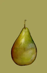 Pear, 2007